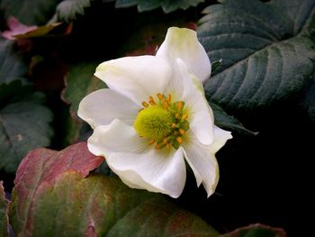 Close-up of flower