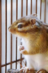 Close-up of an animal in cage