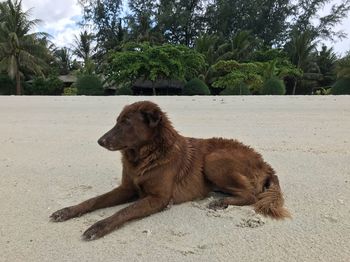 Dog sitting on a land