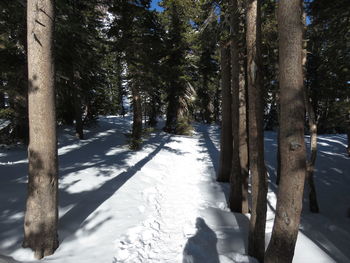 Road amidst trees during winter