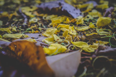 Close-up of yellow leaves