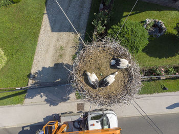 High angle view of bird on grass