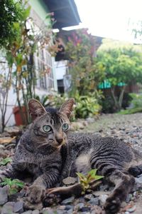 Portrait of a cat