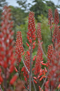 Close-up of red flowers blooming outdoors