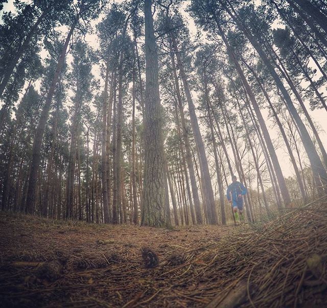 tree, tree trunk, leisure activity, lifestyles, growth, tranquility, nature, forest, sunlight, tranquil scene, men, woodland, landscape, beauty in nature, sky, scenics, day, outdoors