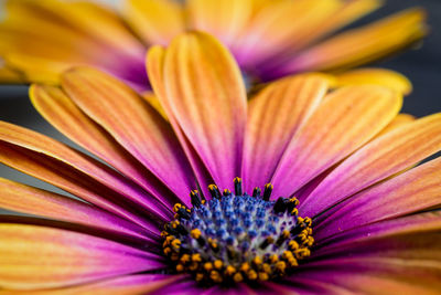 Close-up of pink flower