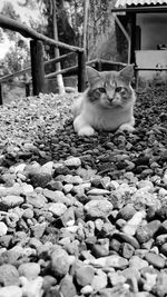 Cat sitting on rock