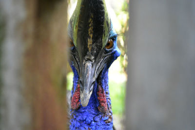 Close-up portrait of peacock