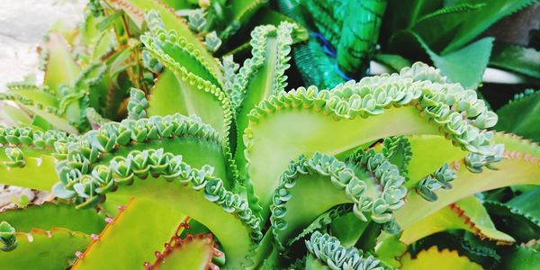 Full frame shot of succulent plant