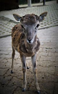 Portrait of deer standing outdoors