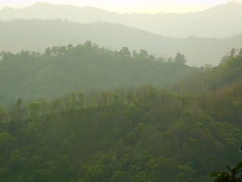 Trees on landscape against sky