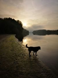 Dog standing in a lake against sky during sunset