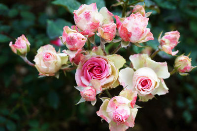 Close-up of pink roses