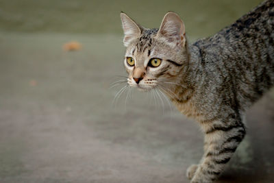 Close-up portrait of a cat