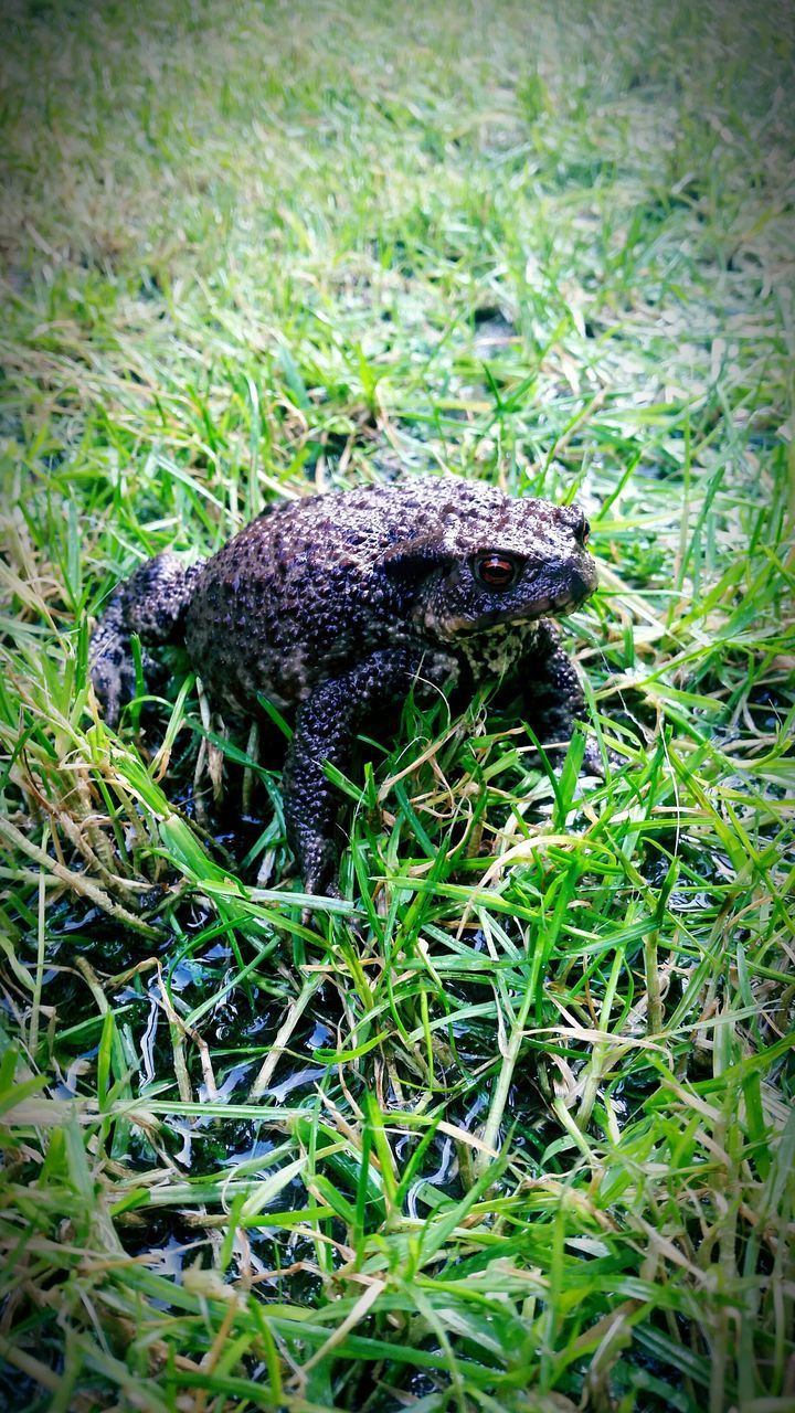 one animal, animal themes, animals in the wild, wildlife, grass, green color, plant, nature, field, growth, reptile, beauty in nature, close-up, high angle view, outdoors, day, no people, green, lizard, focus on foreground