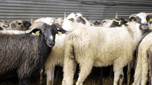 Portrait of sheep standing in a field