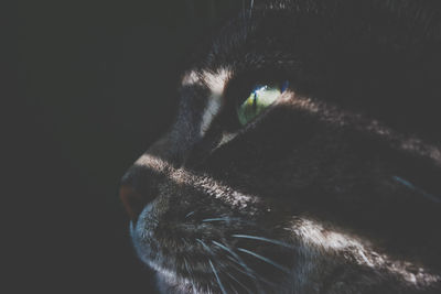 Close-up of a cat looking away