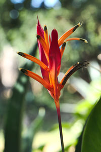 Close-up of red flower