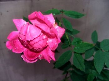 Close-up of pink rose blooming outdoors