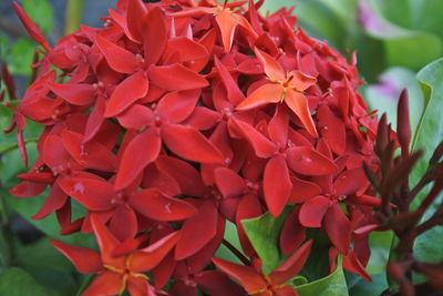 Close-up of red flowering plants