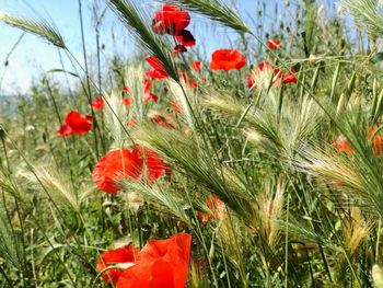 Red poppy flowers blooming on field