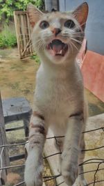 Portrait of cat yawning