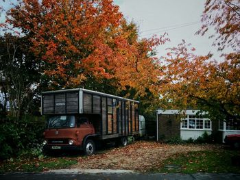 Trees in autumn