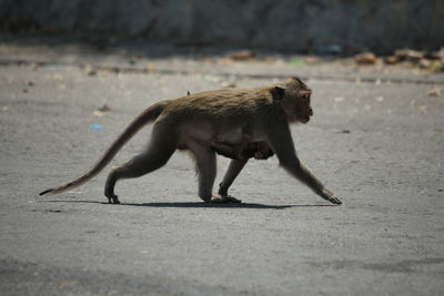 Side view of young woman walking on road