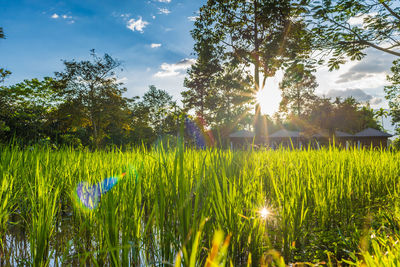 Plants growing on field against bright sun