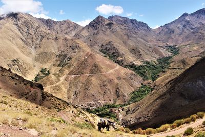 Mule with mountain scenery and sky