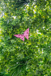Close-up of pink leaves on tree