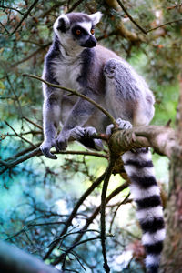 Low angle view of lemur sitting on tree