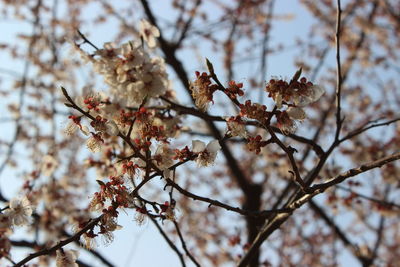 Low angle view of tree against sky