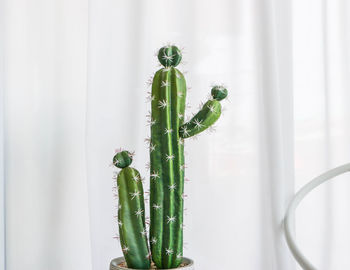 Green cactus and white clean curtain background