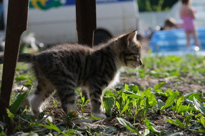 Cat looking away on field