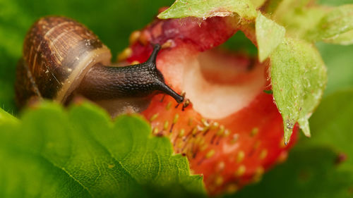 Close-up of snail on plant