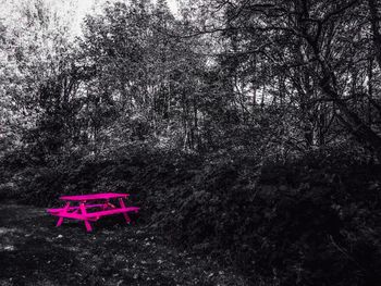 Close-up of pink flowering tree in forest