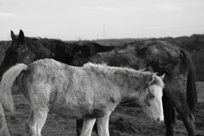 Horses standing in ranch against sky