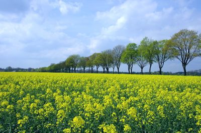 Scenic view of oilseed rape field against sky