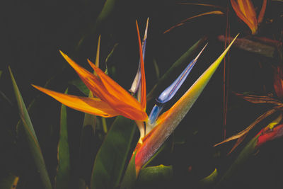 Close-up of orange flowering plant