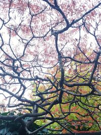 Low angle view of flowering tree against sky