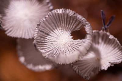 Close-up of white dandelion flower