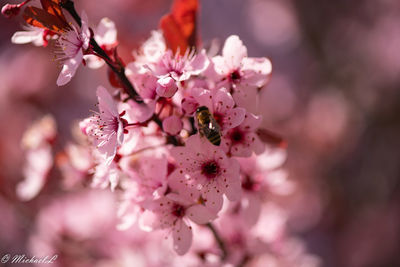 Close-up of pink cherry blossom