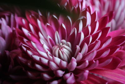 Close-up of flower blooming outdoors