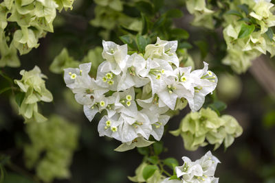 Close-up of white flowering plant