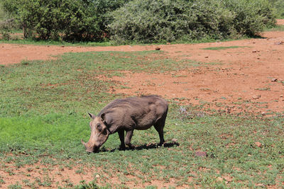 African warthog in african bush 