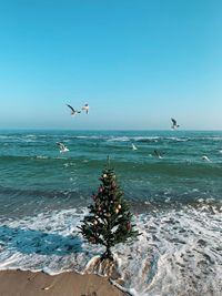 Seagulls flying over christmas tree on shore at beach against clear blue sky