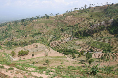 Scenic view of agricultural field against sky