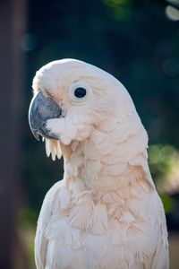 Close-up of owl