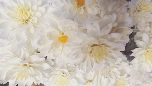 Full frame shot of white flowers